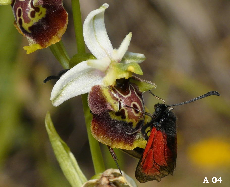 Ophrys dinarica (=Ophrys personata)  in Abruzzo